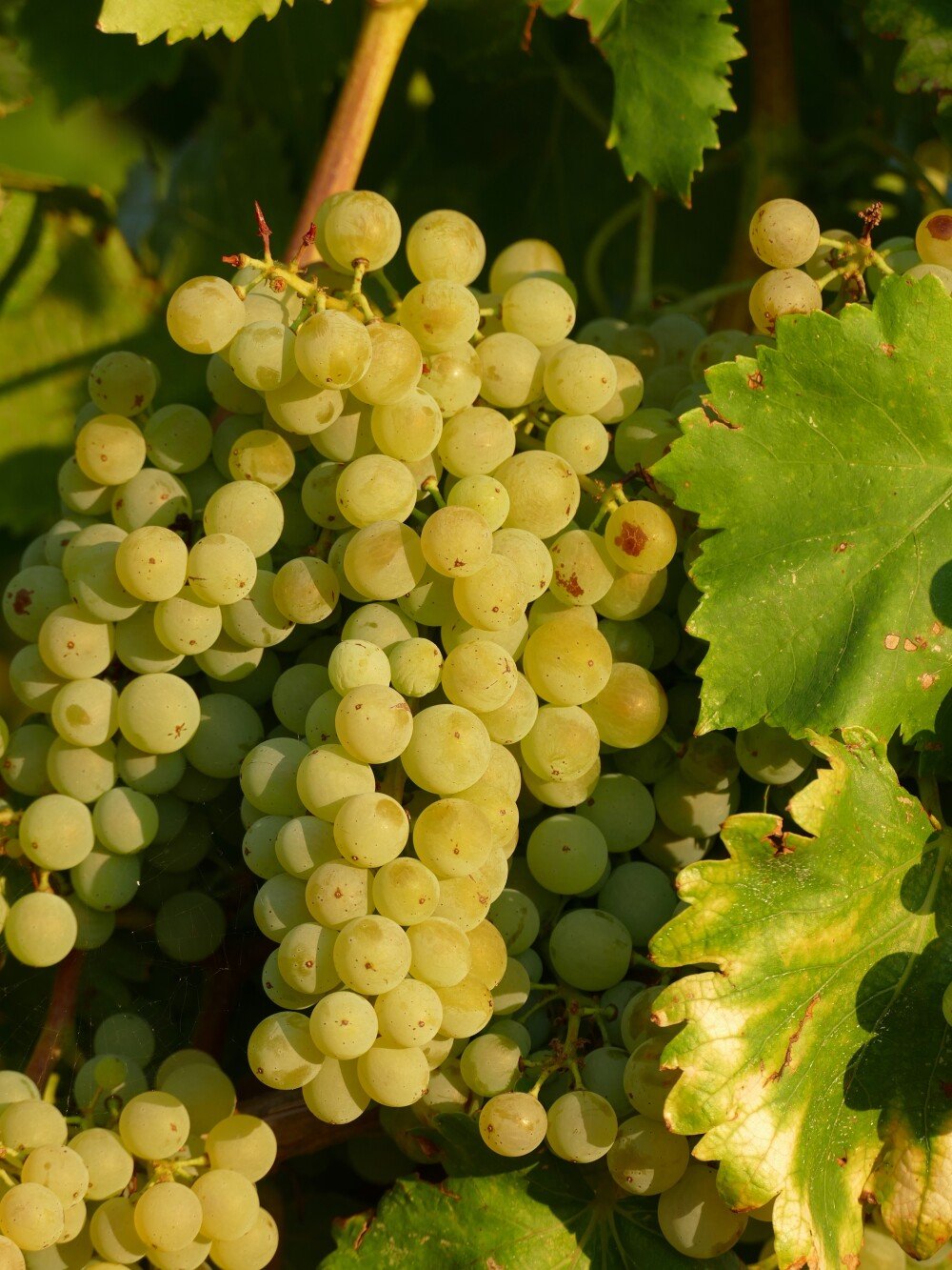 white colored grape