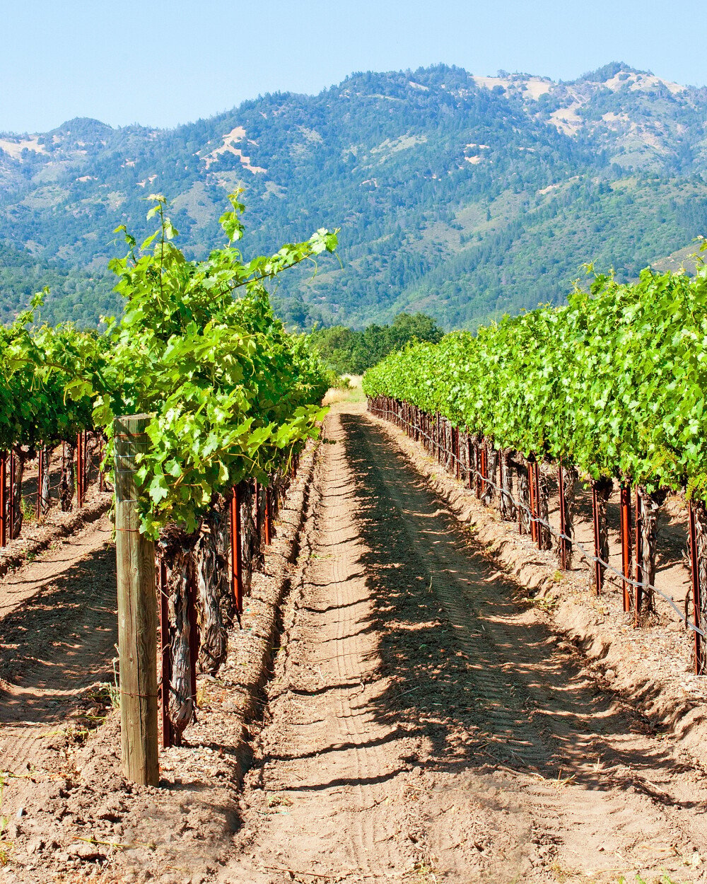 Napa Valley: The history of a prestigious wine region