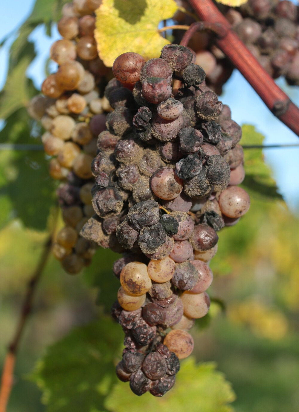 Spätlase: the history of the late harvest wine