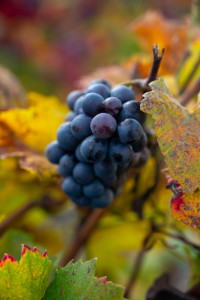 Pinot Meunier Champagne