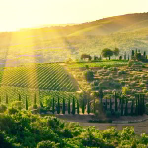 Brunello di Montalcino Weine