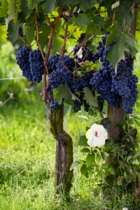 Die Traube: Sangiovese Grosso