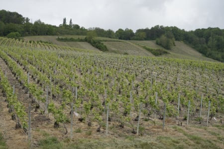 Die Champagner-Unruhen von 1911