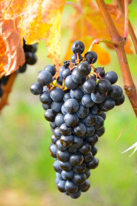 Grapes