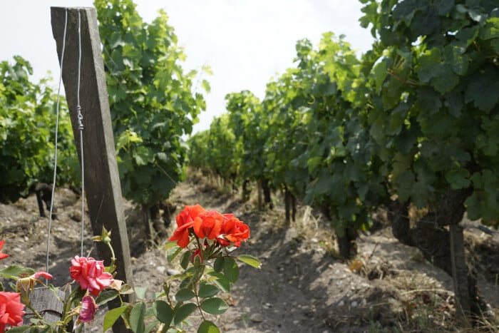 Why is champagne called the king of all wines?