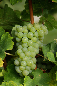 Assyrtiko
